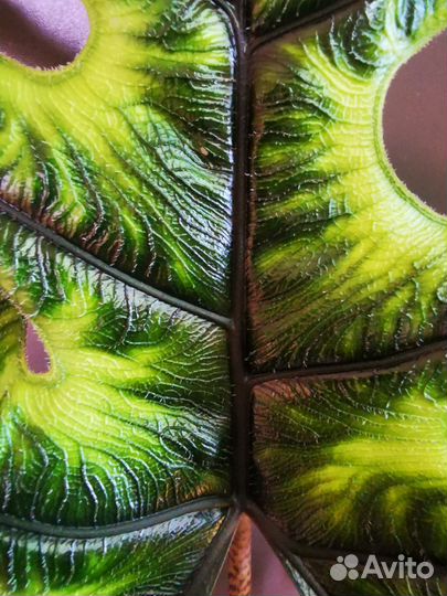 Алоказия жаклин