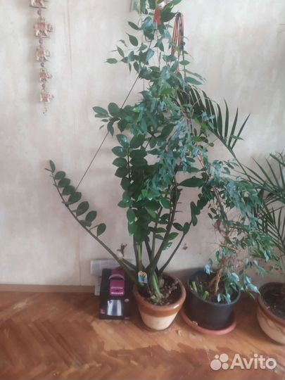 Фикус бенжамино