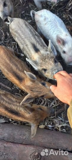 Поросята венгерская мангалица ландрас,свиноматки