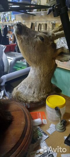 Чучело головы кабана, лося, косули