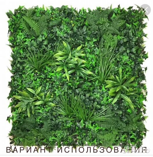 Шефлера панно