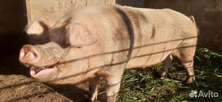 Хряк на племя