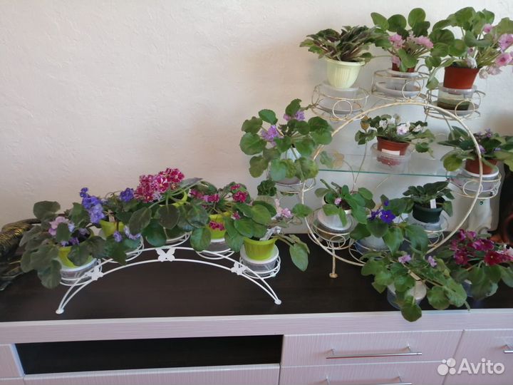 Домашние цветы