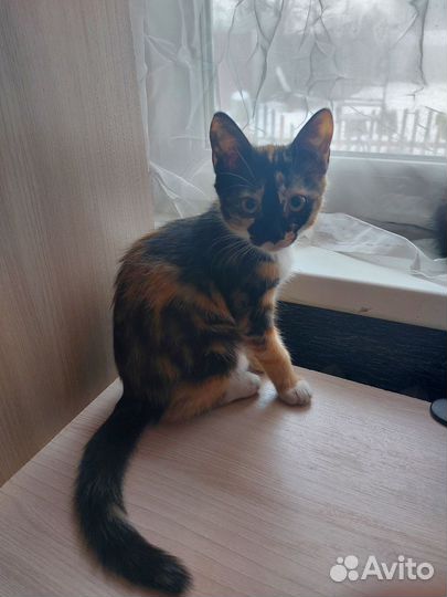 Кошки в добрые руки