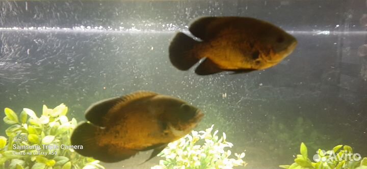 Астронотусы