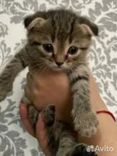 Котята вислоухие метисы