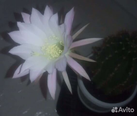 Цветущий кактус эхинопсис