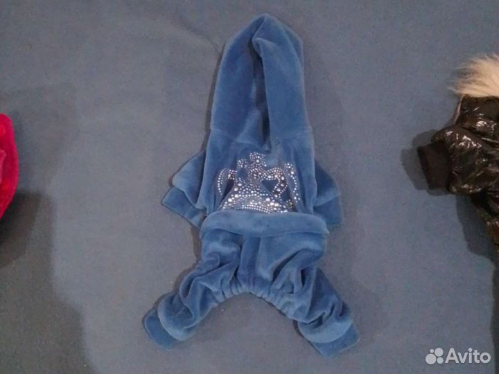 Одежда для тоя