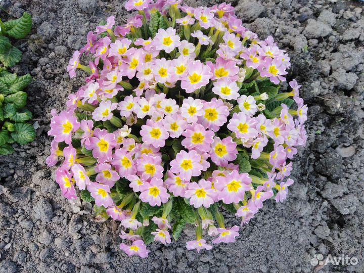 Многолетники. Ирисы, флоксы, лилейники и др