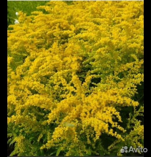 Дельфиниум золотарник-мимоза мак лилейник