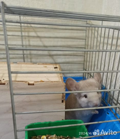 Шиншиллка ангора