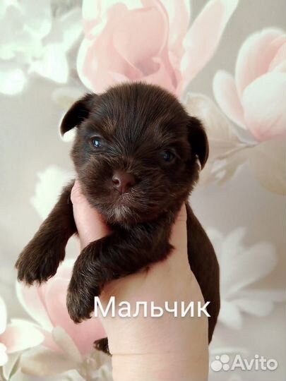 Шоколадный йорк