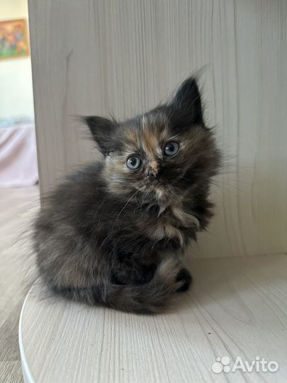 Пушистые котята