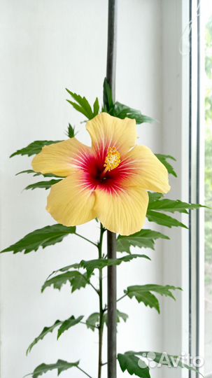 Гибискус клёнолистный комнатный