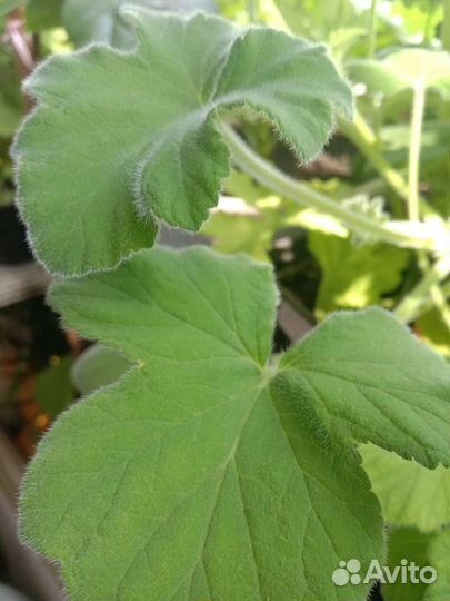 Душистая пеларгония (герань) 12 сортов и ампельная