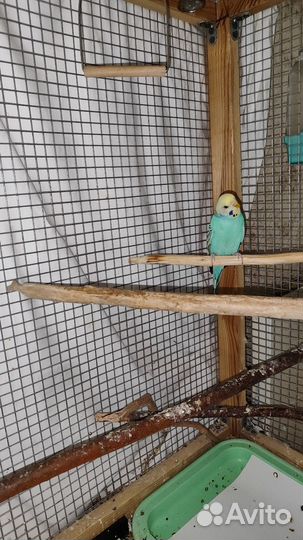 Пара волнистых попугаев с клеткой