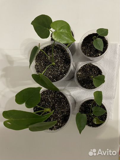 Антуриум дакота (детки)