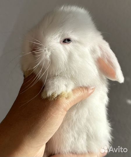 Кролик карликовый вислоухий