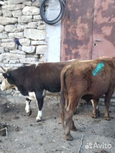 Бычки и быки