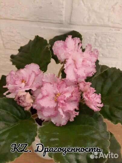 Кампанула махровая, жених и невеста