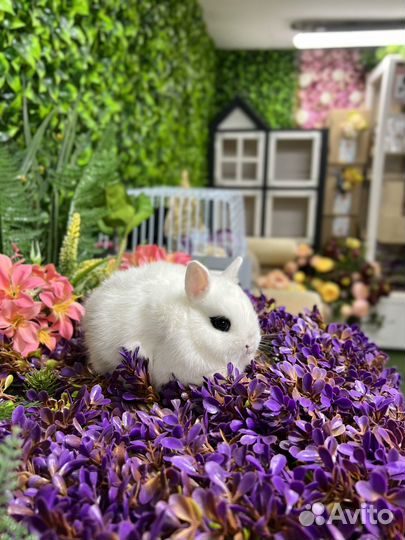 Мини кролики декоративные