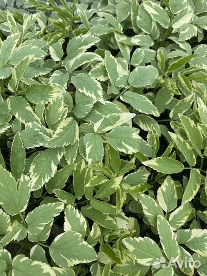 Сныть пестролистная