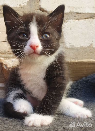 Котики в добрые руки