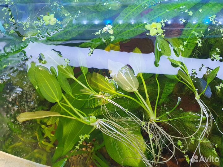 Эхинодорус