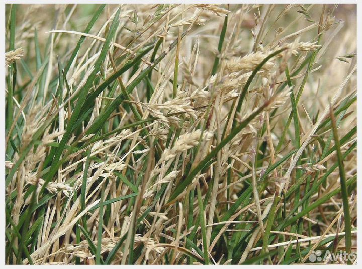 Семена мятлика лугового опт