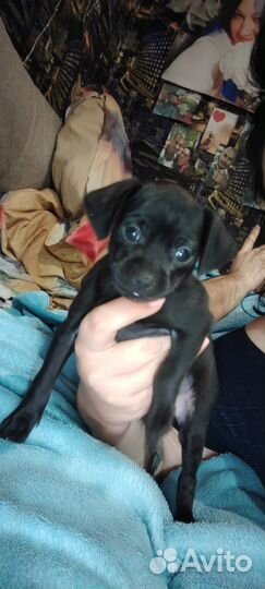 Той-терьер щенки