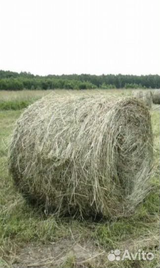 Сено,люцер,костёр