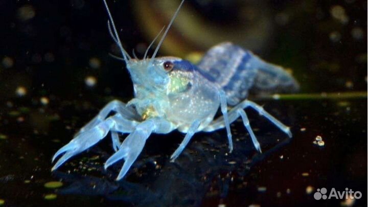 Крабики, раки