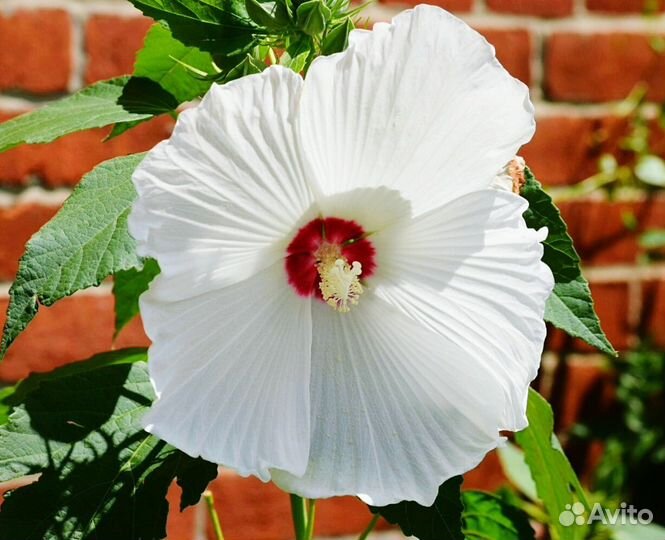 Гибискус травянистый многолетник