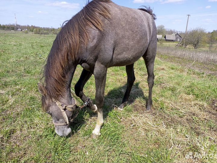 Арабо-терский