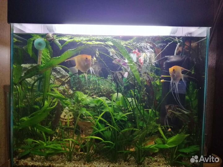 Аквариум 110 л