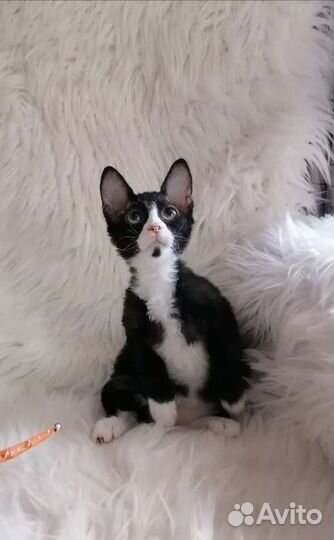 Медвежонок