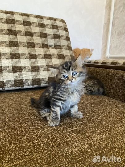 Курильский бобтейл