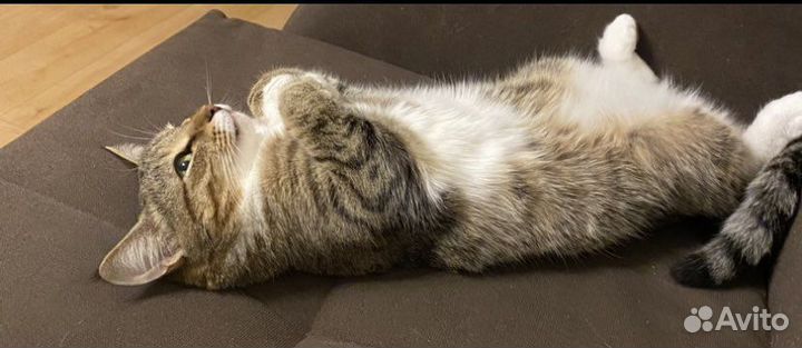 Кошка в добрые руки