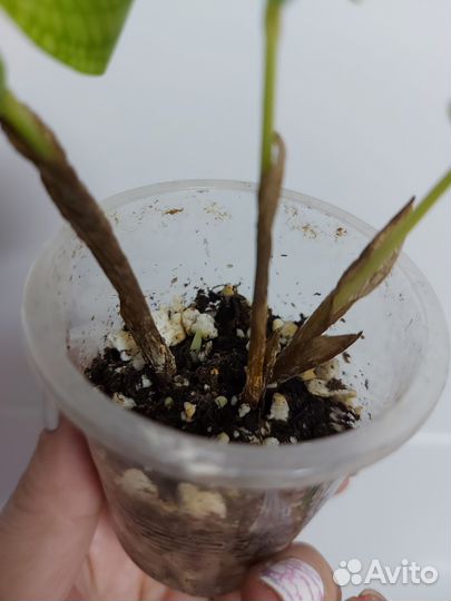 Калатея нетворк мозайка вариегатная