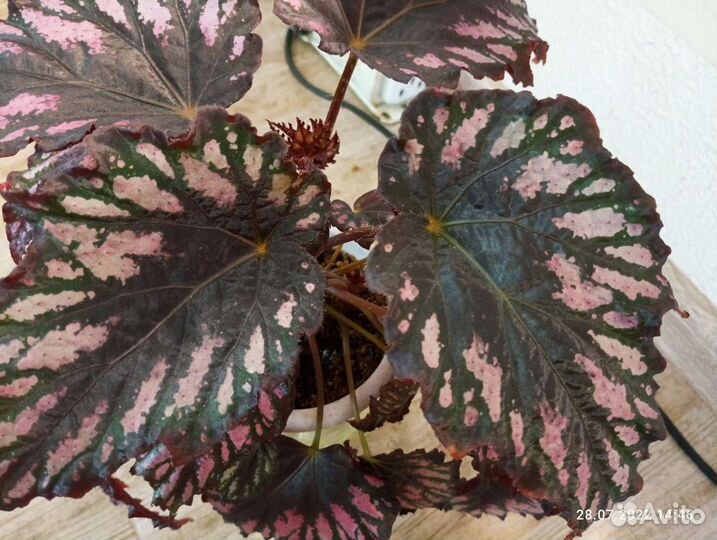 Бегонии коллекция более100 сортов