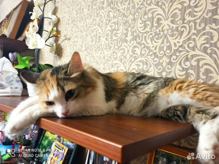 Кошки в добрые руки