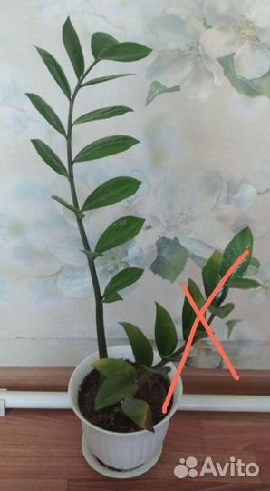 Замиокулькас