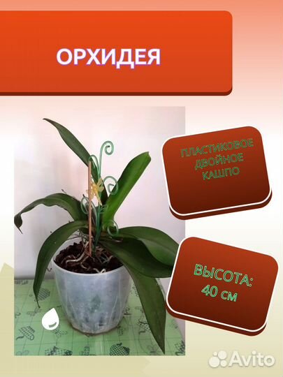 Красивые Комнатные растения для офиса для дома