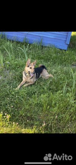 Собака сегодня ищет дом иначе улица