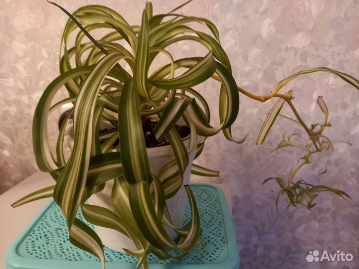 Хлорофитум кудрявый