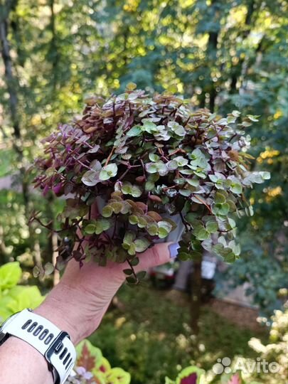 Каллизия разные