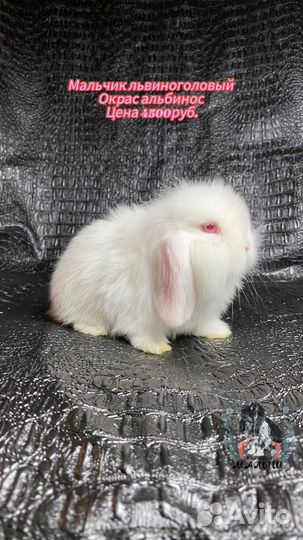 Карликовый вислоухий кролик