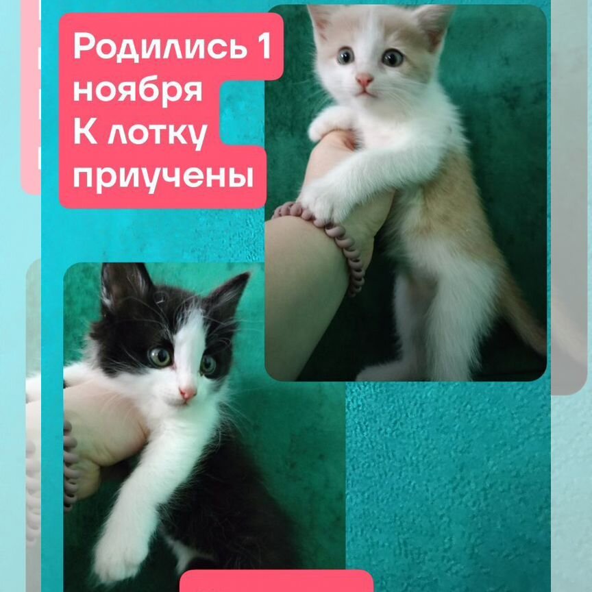 Котята в добрые руки