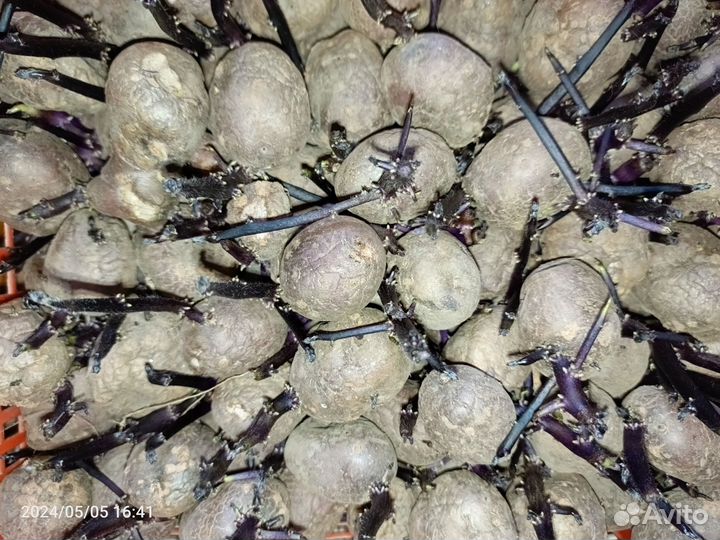 Продам картофель на посадку