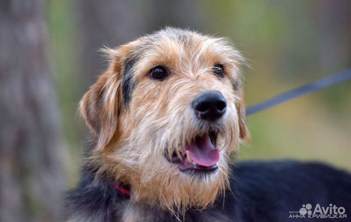 Ищет дом невероятный красавец Стич